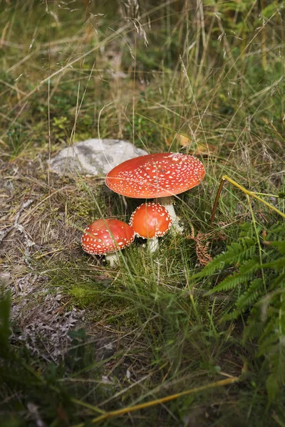 Vlieg Agaric Vanuit Hoge Hoek Bekijken — Stockfoto