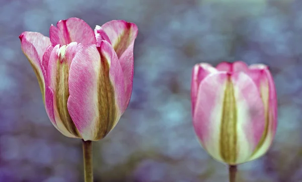 Цветы Тюльпана Цветение Флоры — стоковое фото