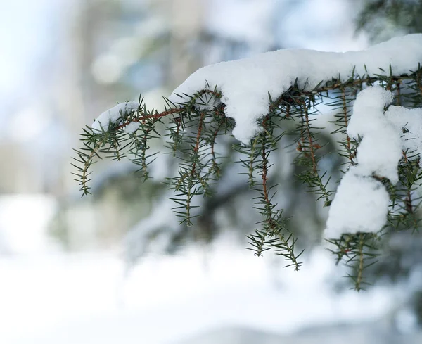 Filial Med Snö Vintern — Stockfoto