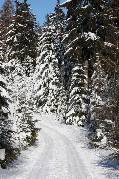 Χειμώνας Στο Δάσος — Φωτογραφία Αρχείου
