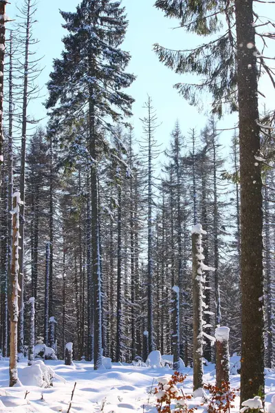 Floresta Neve — Fotografia de Stock