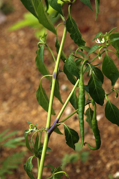 Chladná Rostlina Zelenou Paprikou — Stock fotografie