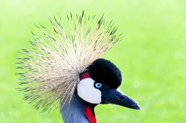 Vacker Utsikt Över Vacker Papegoja Naturen — Stockfoto