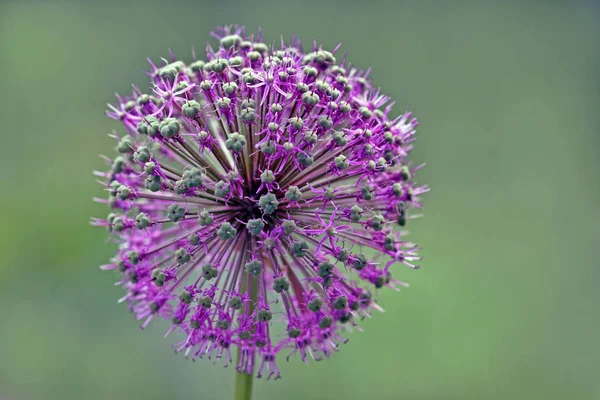 Flor Allio Flora Botánica — Foto de Stock