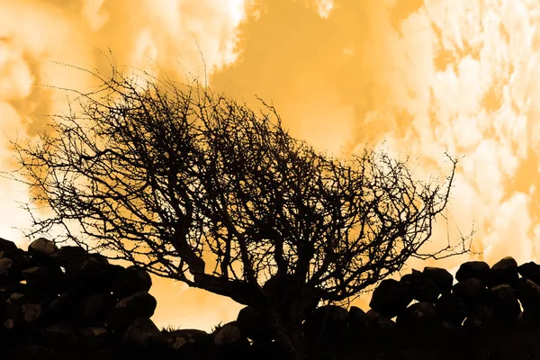 Strom Ohnutý Západním Větrem Bouří Staré Irské Kamenné Zdi — Stock fotografie