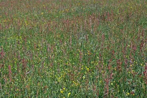 Hermoso Plano Botánico Fondo Pantalla Natural — Foto de Stock