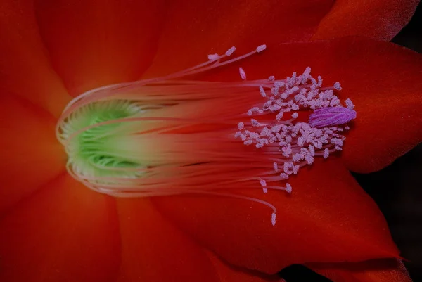 아름다운 꽃들의 개념적 — 스톡 사진