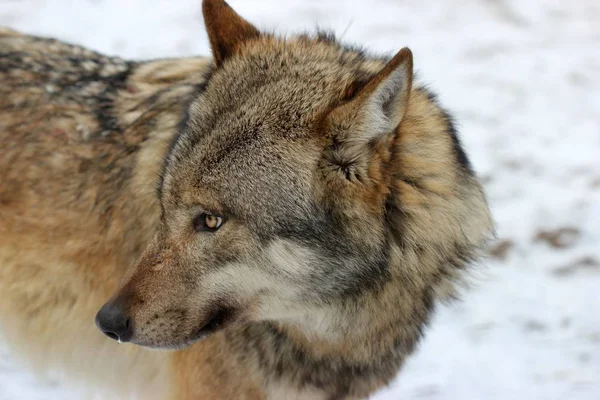 冬の動物公園の狼 Sababurg — ストック写真