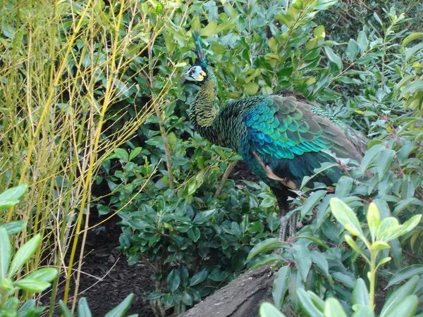 孔雀の鳥色鮮やかな羽 — ストック写真