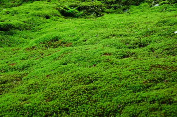 Tapis Naturel Mousse Verte Sur Sol Forestier Fond Vert — Photo