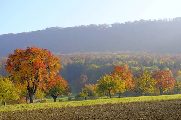 Landscape Swabian Alb Fog Landscape Colorful Pear Tree Autumn Orchard — Stok fotoğraf
