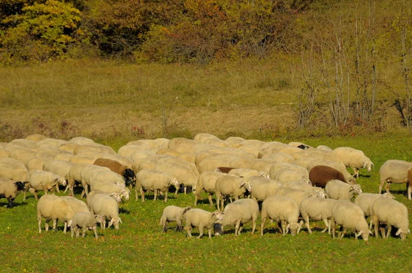 Swabian Alb N牧草地の牧草地の羊の群れ 国内の羊 Ovis Orialis Aries — ストック写真