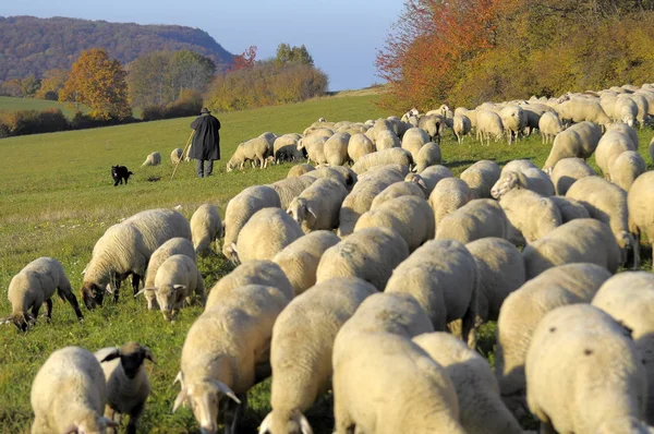 Landscape Swabian Alb Nflock Sheep Pasture Autumn Nwith Shepherd Domestic — Foto de Stock