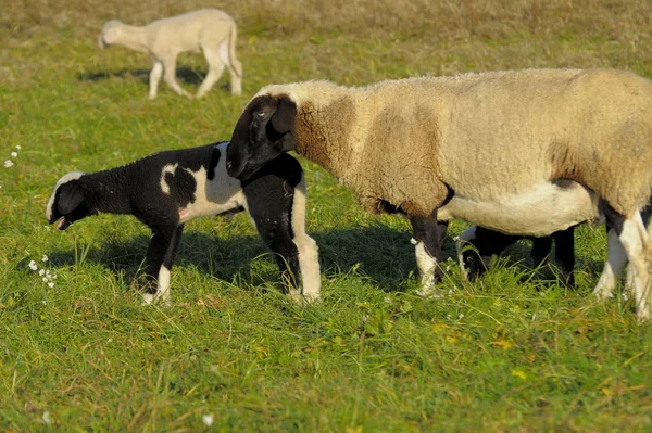 Krajobraz Jagnięcina Biało Czarna Tamą Owce Domowe Ovis Orientalis Aries — Zdjęcie stockowe