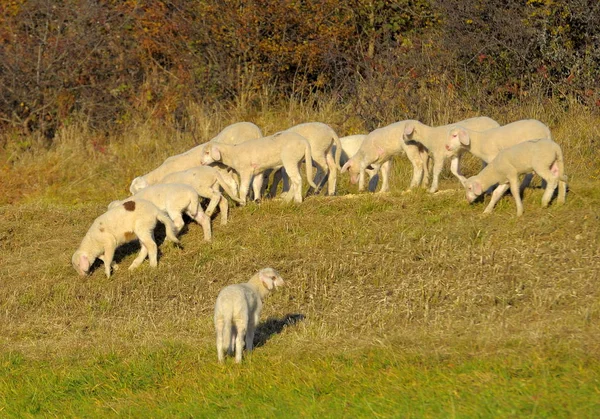 Landscape Swabian Alb Nflock Sheep Pasture Autumn Nlambs Domestic Sheep — Stock Photo, Image