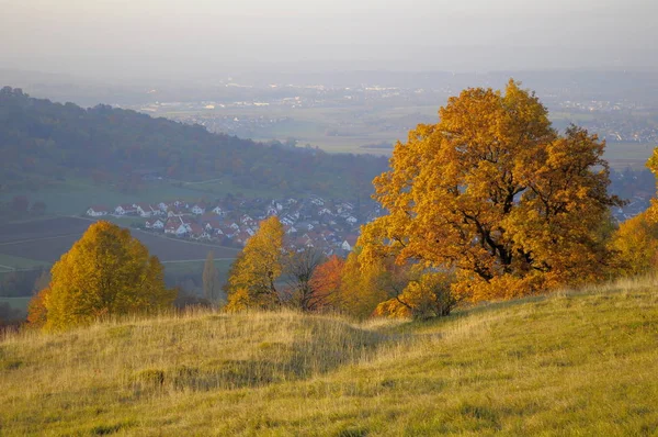 Landskap Schwaben Alb Ntree Group Höst Nat Bissingen Nnebellandschaft — Stockfoto