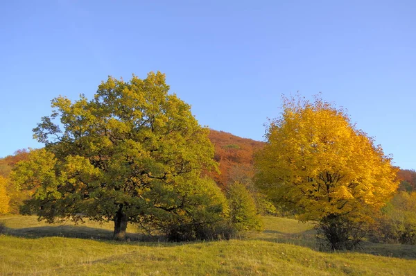 Landschaft Schwäbische Alb Herbst Laubwald — Stockfoto