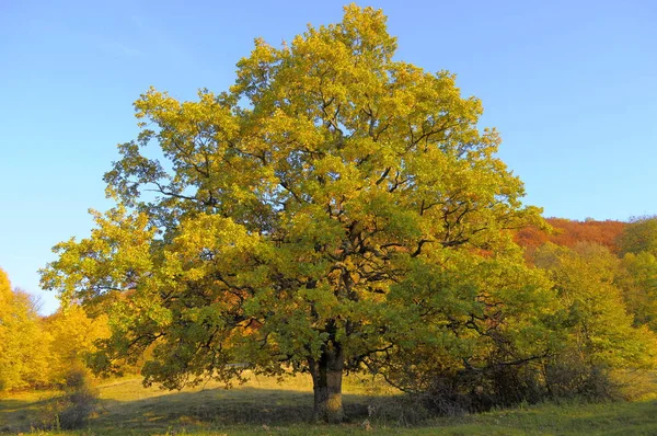 Landschaft Schwäbische Alb Herbst Laubwald — Stockfoto