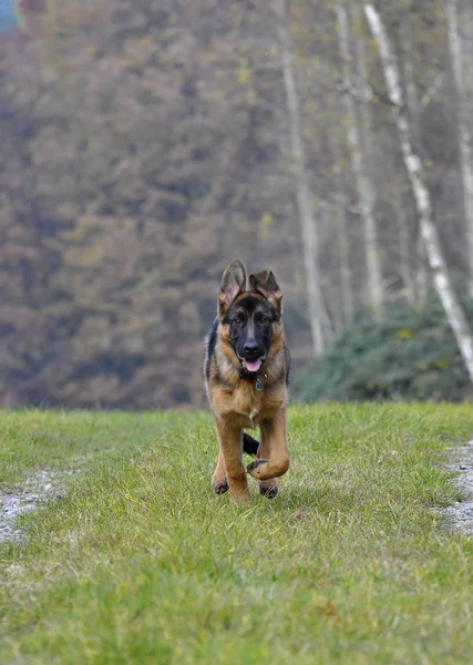 Animali Giovani Attenzione Selettiva — Foto Stock