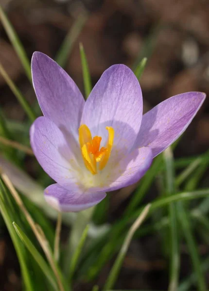 Kwiaty Krokusa Kwitnące Wiosenna Flora — Zdjęcie stockowe