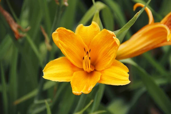 Жовті Квіти Лілії Саду — стокове фото