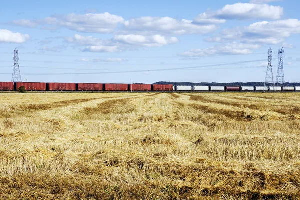 Пшеничне Поле Вирощування Зернових Сільське Господарство Ландшафт — стокове фото