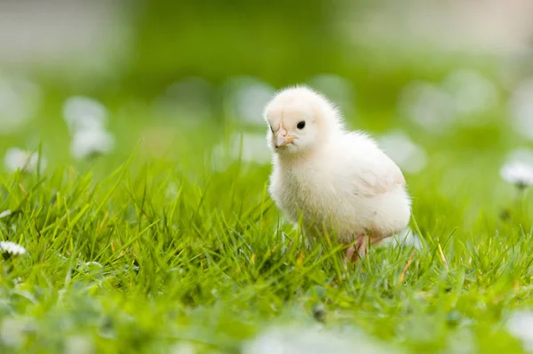 Easter Chick Garden Daisies — Stock Photo, Image