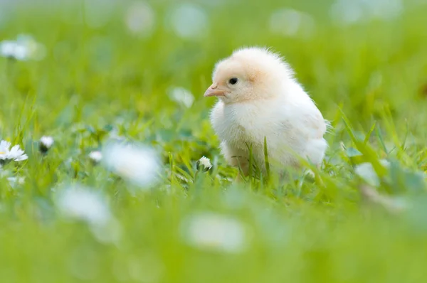 Osterküken Garten Mit Gänseblümchen — Stockfoto