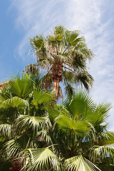 Palm Trees Tropez Cote Azur — Stock Photo, Image