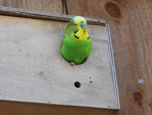 Αρσενικός Πράσινος Παπαγάλος Κοιτάζει Έξω Από Κουτί Της Φωλιάς — Φωτογραφία Αρχείου