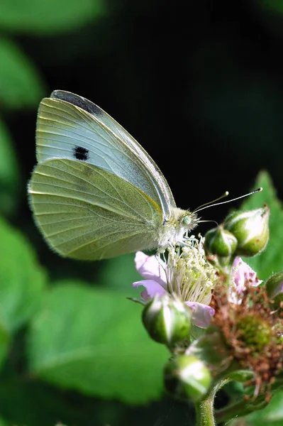 Papillon Blanc Dans Flore Environnement Les Insectes — Photo