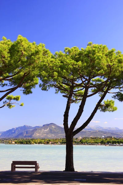 Idilliaca Sede Sotto Pini Sulle Rive Del Lago Garda Peschiera — Foto Stock