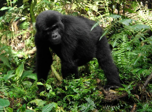 Gorille Montagne Dans Forêt Nuageuse Uganda Afrique — Photo