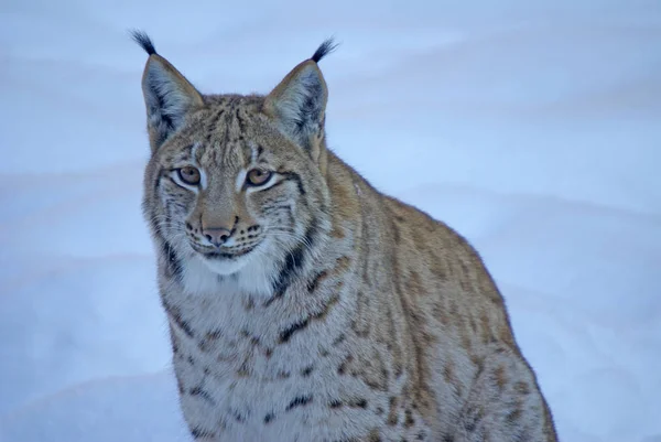 Lynx Γάτα Του Δάσους — Φωτογραφία Αρχείου