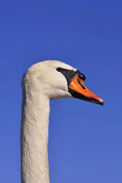 Malebný Pohled Majestátní Labuť Přírodě — Stock fotografie