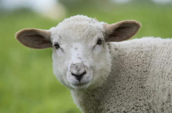 Als Landbouwhuisdier Gehouden Schapen Grasland — Stockfoto