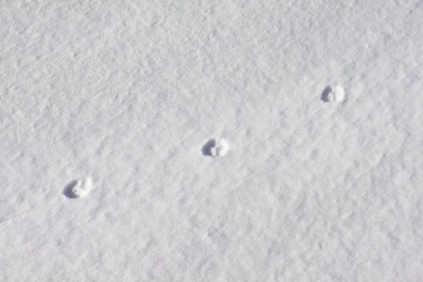 Śnieg Lodzie — Zdjęcie stockowe