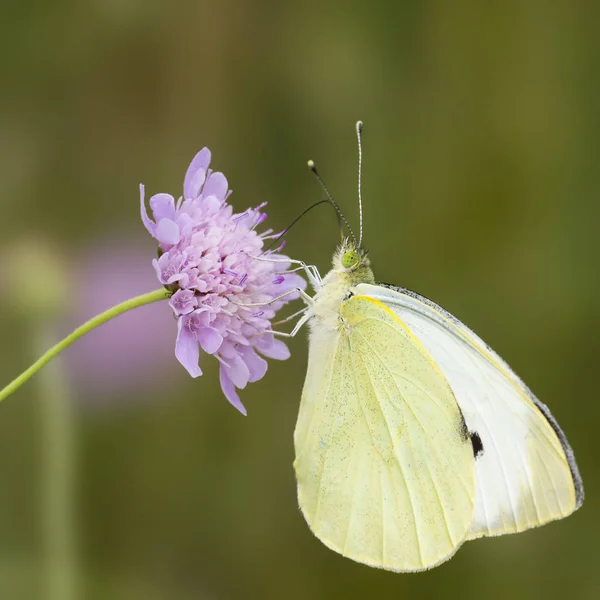 Grote Kool Witte Vlinder Bloem — Stockfoto