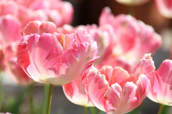 Tulipan Blomster Flora Blomstre - Stock-foto