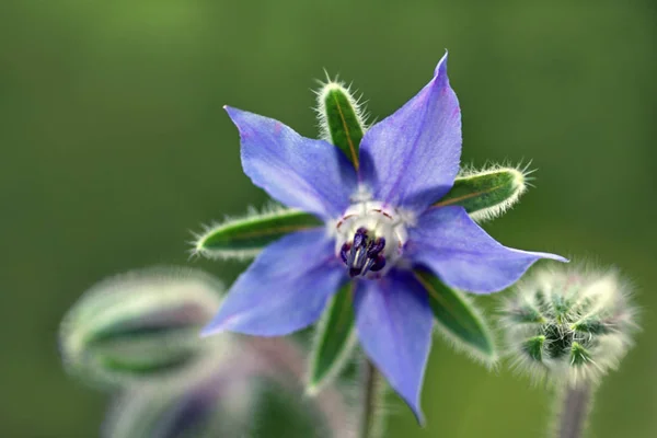 Borage Flower Blue Petals Flora — Stock Photo, Image