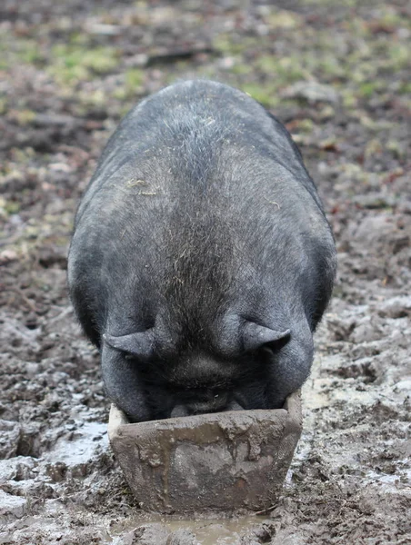 Encerramento Animais Jardim Zoológico — Fotografia de Stock