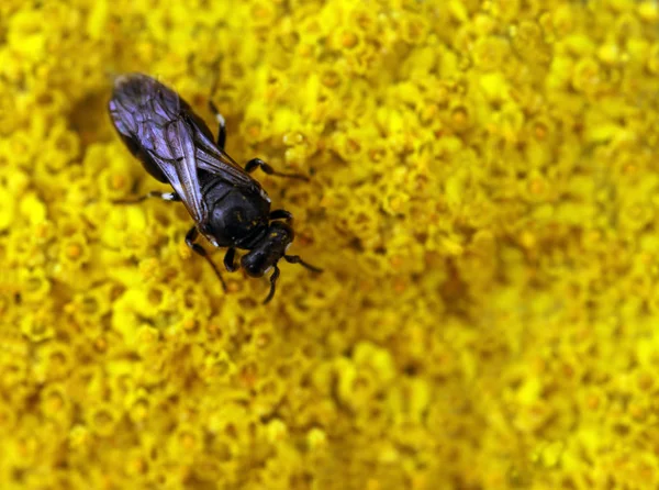 Nahaufnahme Von Wanzen Der Wilden Natur — Stockfoto