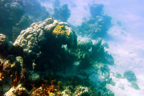 Unterwasserwelt Mit Fischen Und Korallen — Stockfoto