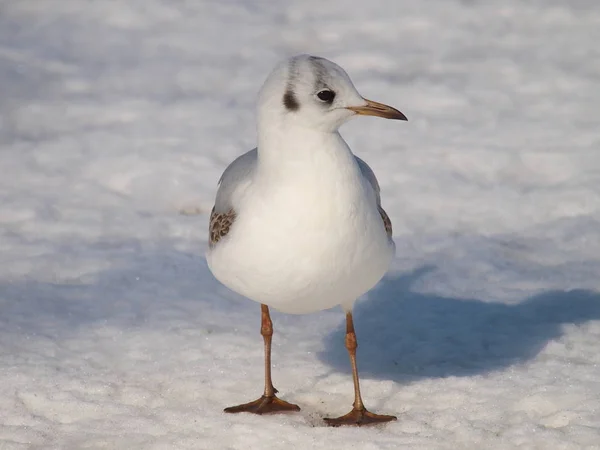 Schilderachtig Uitzicht Prachtige Vogel Natuur — Stockfoto