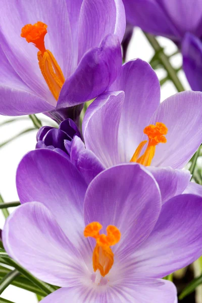 Krokus Bloemblaadjes Lente Flora — Stockfoto