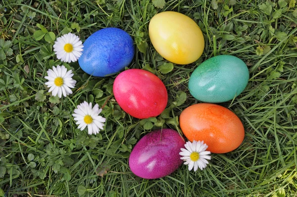 复活节彩蛋和雏菊 — 图库照片