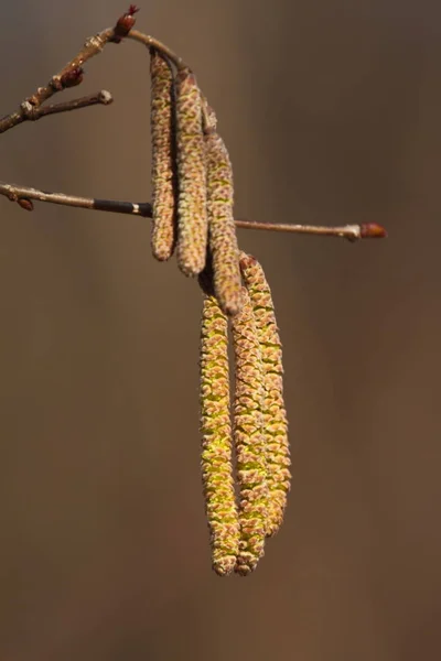 Haselnuss Corylus Avellana Männliche Und Weibliche Blüten — Stockfoto