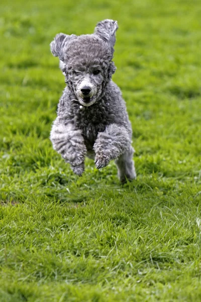 Safkan Kaniş Köpeği Kıvırcık Köpek — Stok fotoğraf