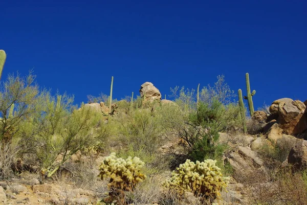 Plantas Deserto Rochas Sob Céu Azul Perto San Xavier Arizona — Fotografia de Stock