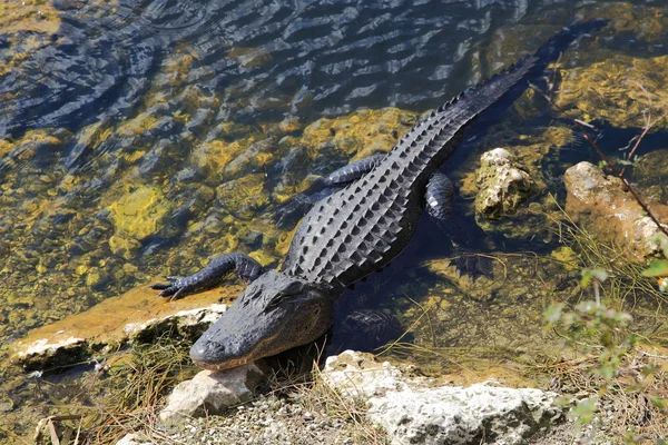 Aligátor Krokodilok Vadon Élő Állatok Veszélyes Hüllő Ragadozó — Stock Fotó